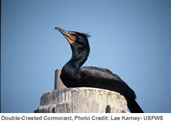 Double-Crested Cormorant